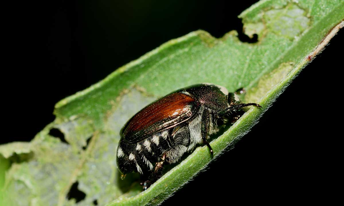 Rutelidae: Popillia japonica