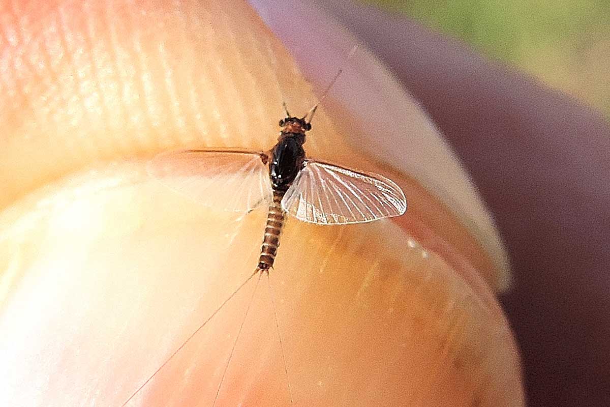 Effimera?  S. Caenis sp. (Caenidae)