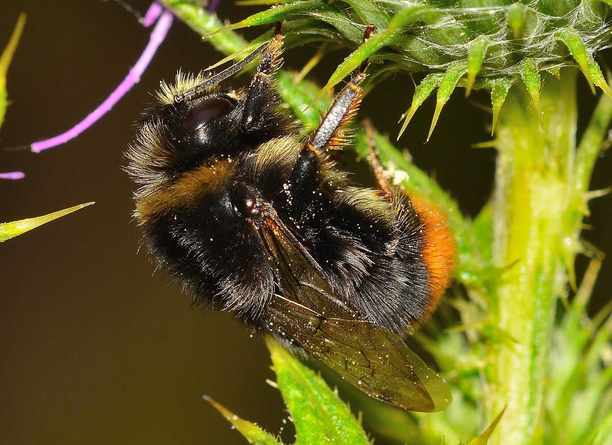 Bombus sp., Apidae