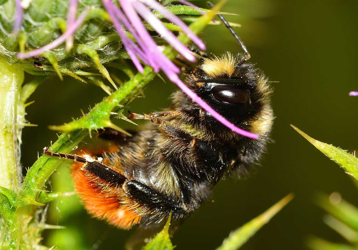 Bombus sp., Apidae