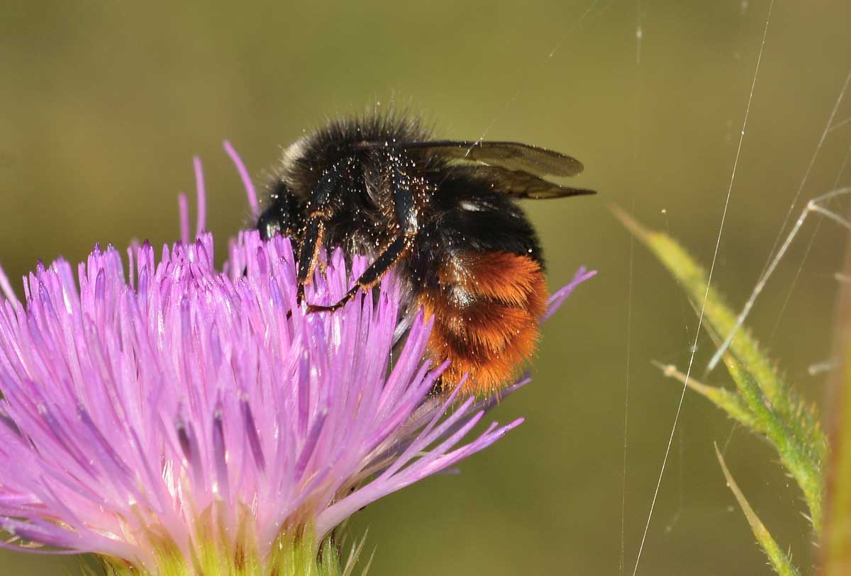 Bombus sp., Apidae