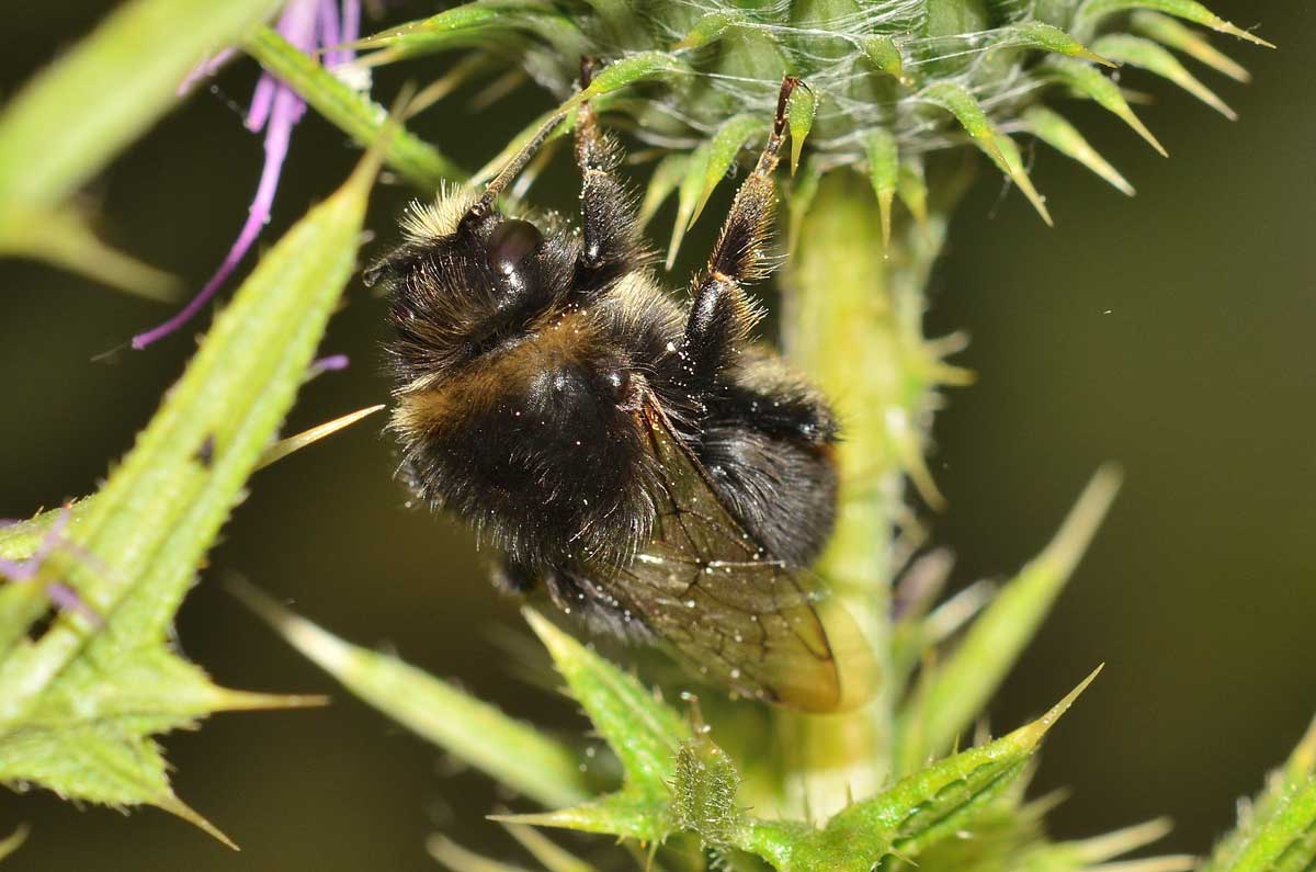 Bombus sp., Apidae