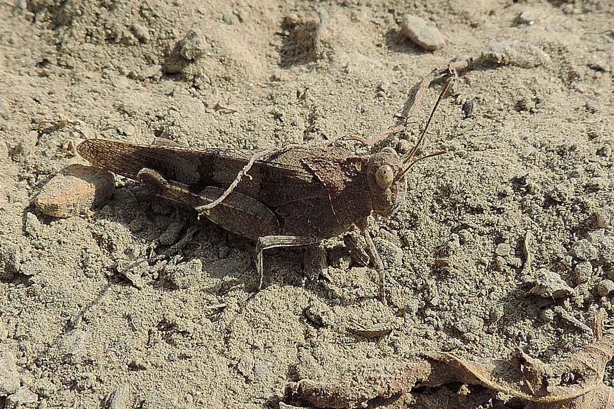 Da identificare
