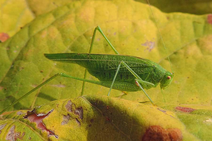 Phaneroptera cfr nana