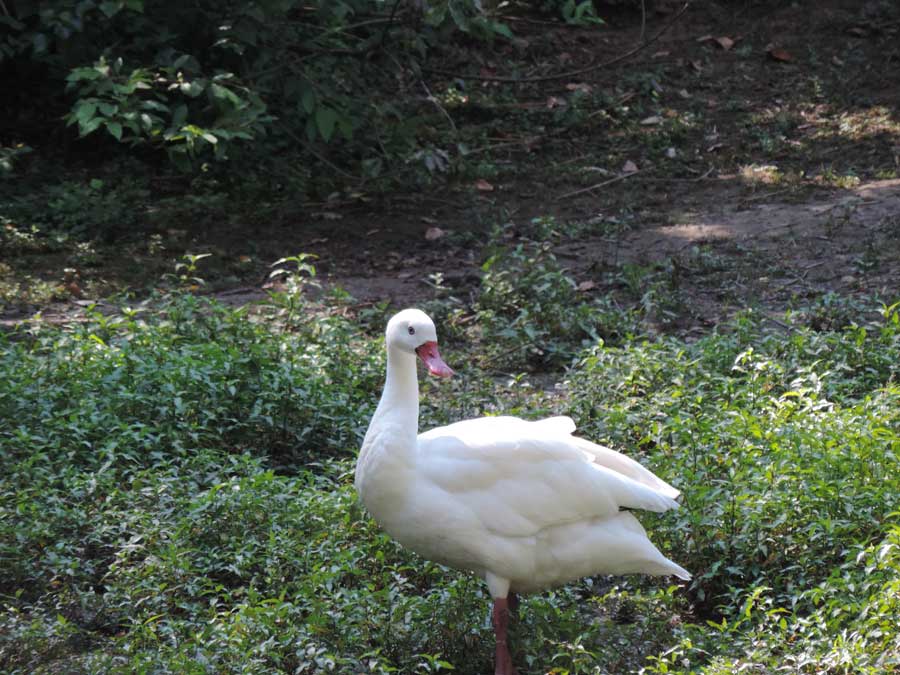 Da identificare