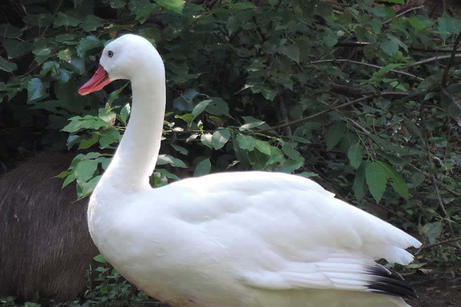 Da identificare