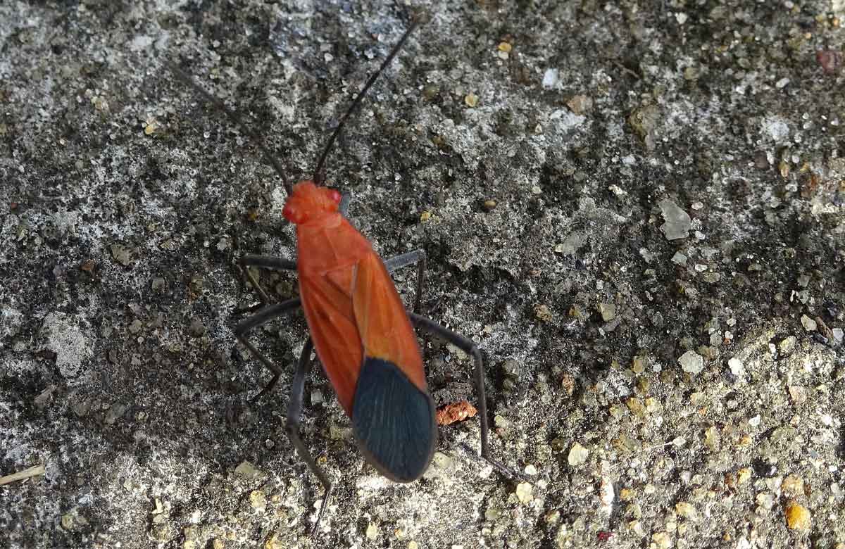 Eterottero Lygaeidae dello Sri Lanka: Arocatus sp.