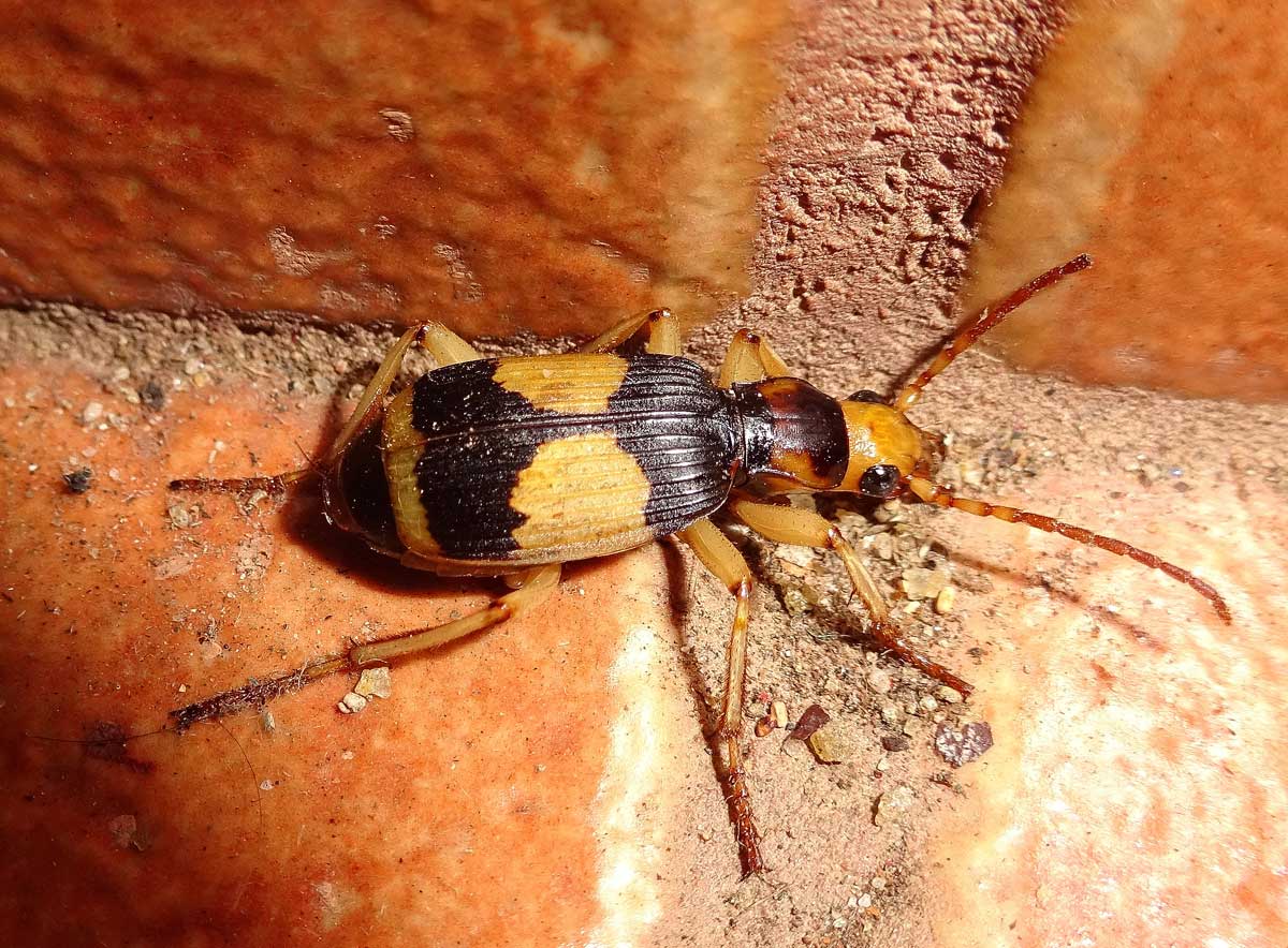 Carabidae dello Sri Lanka  (cfr Pheropsophus sp.)