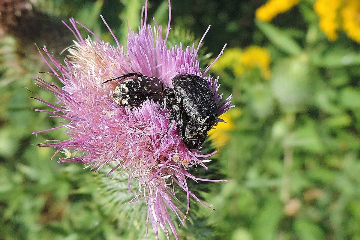 Da identificare - Oxythyrea funesta