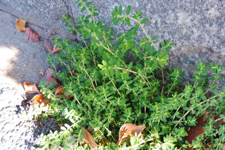 Chamaesyce prostrata
