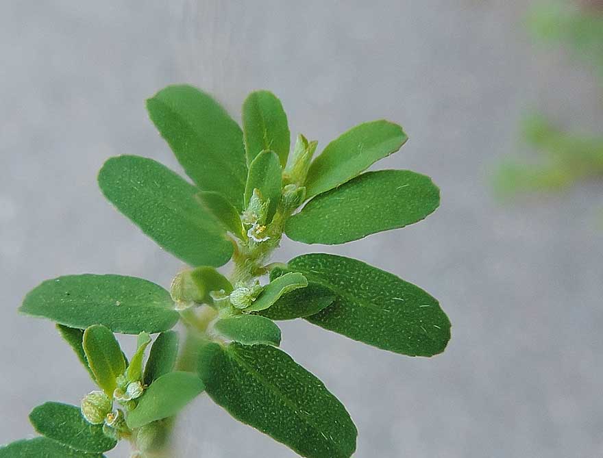 Chamaesyce prostrata