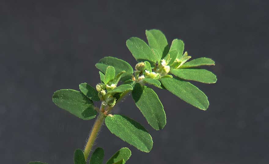Chamaesyce prostrata