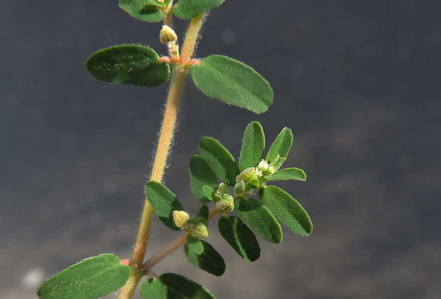 Chamaesyce prostrata