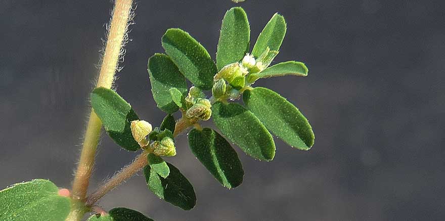 Chamaesyce prostrata