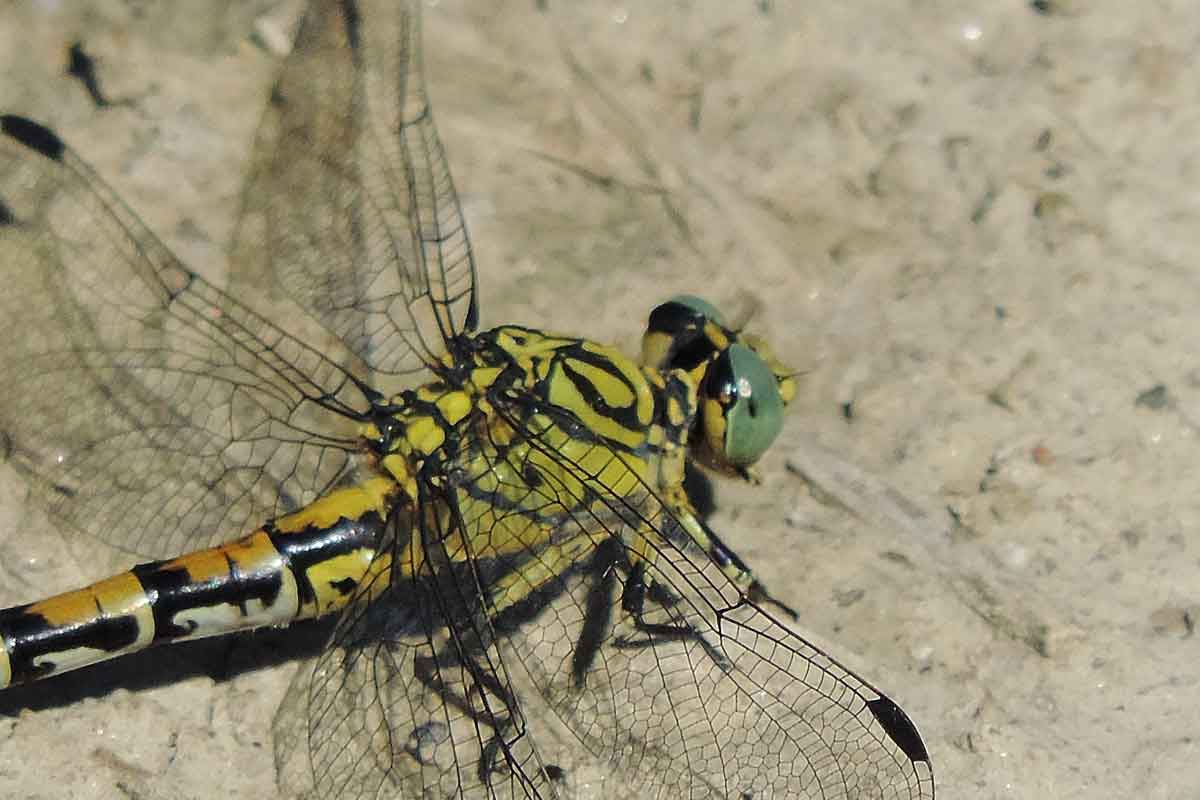 Da identificare