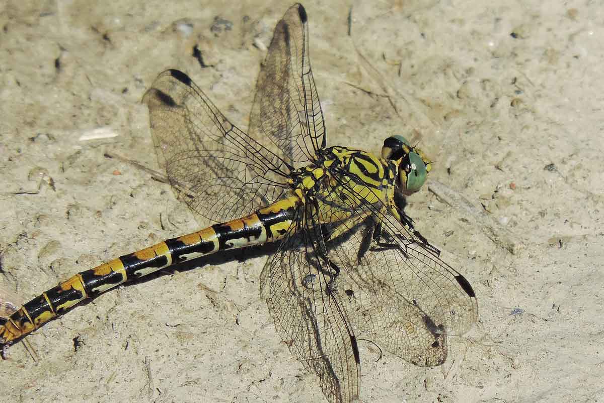Da identificare