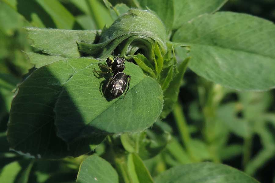 Heliophanus sp. - Novara (NO)