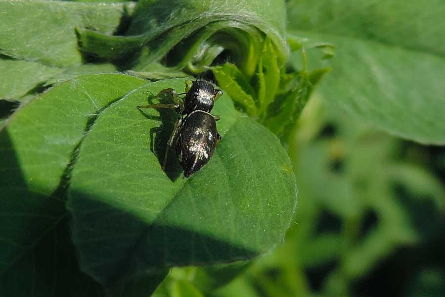 Heliophanus sp. - Novara (NO)
