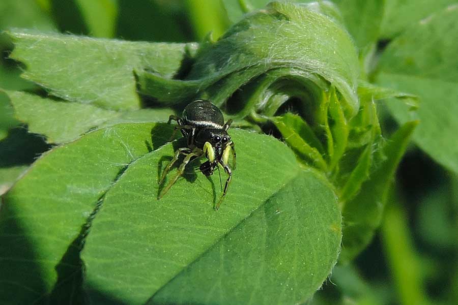 Heliophanus sp. - Novara (NO)