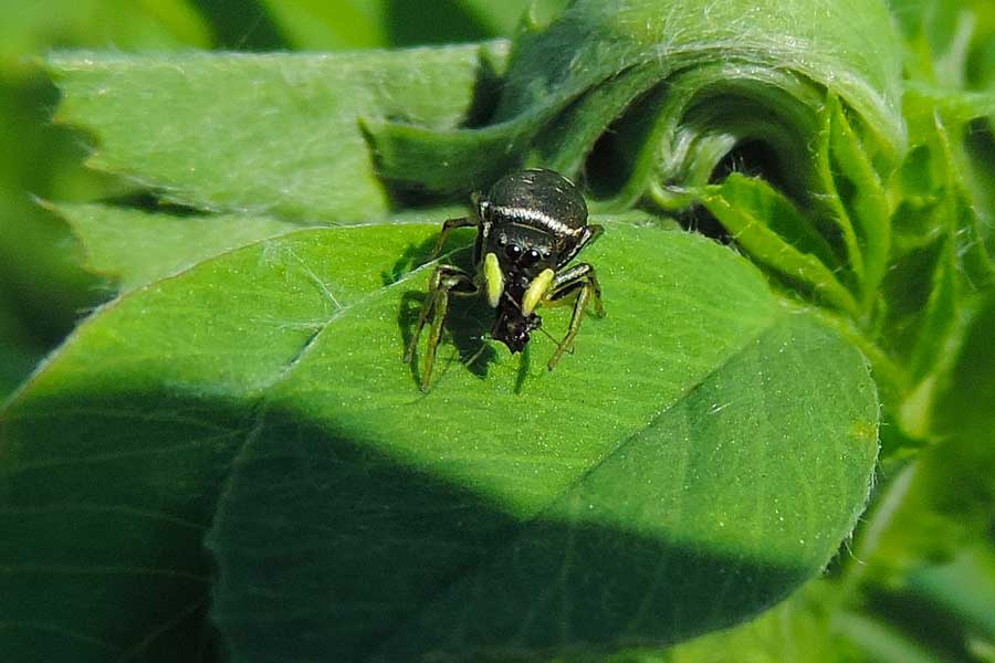 Heliophanus sp. - Novara (NO)