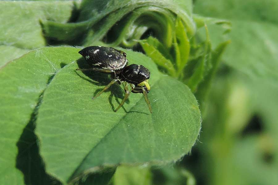 Heliophanus sp. - Novara (NO)