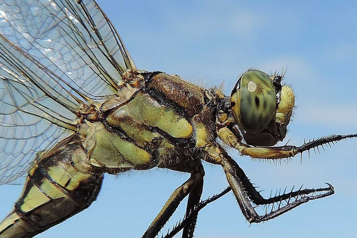 Da identificare