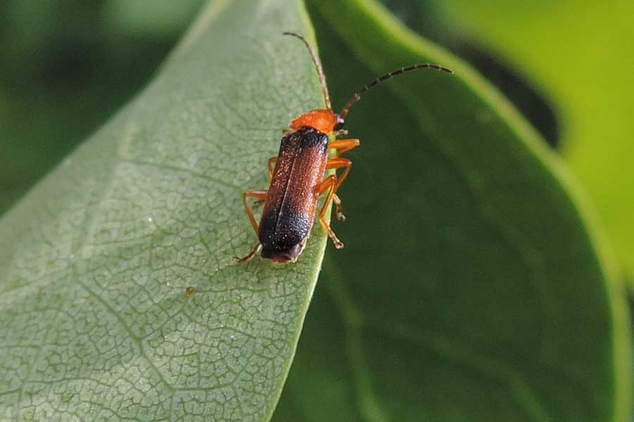 Cratosilis laeta (Cantharidae)