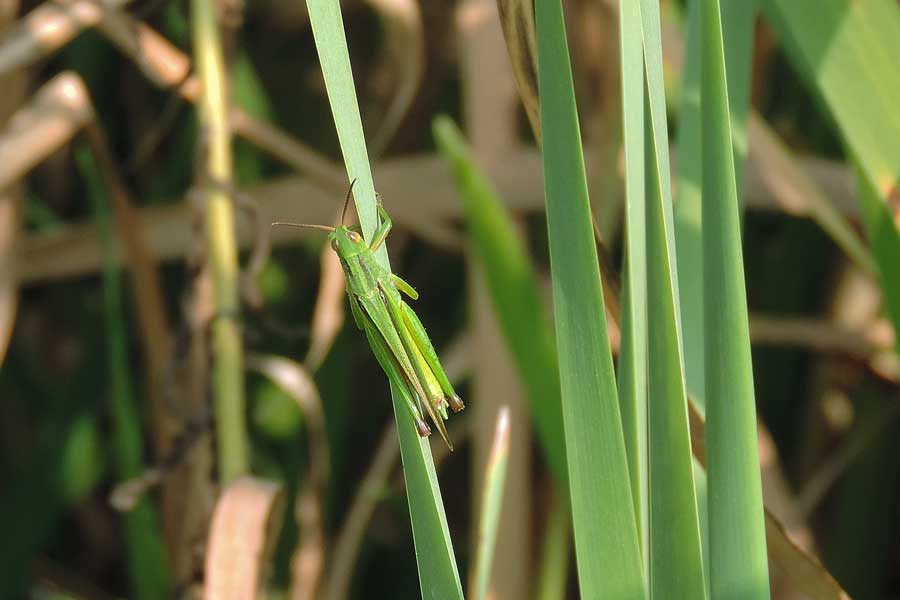 Da identificare