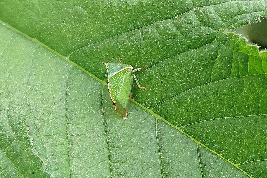 Stictocephala bisonia