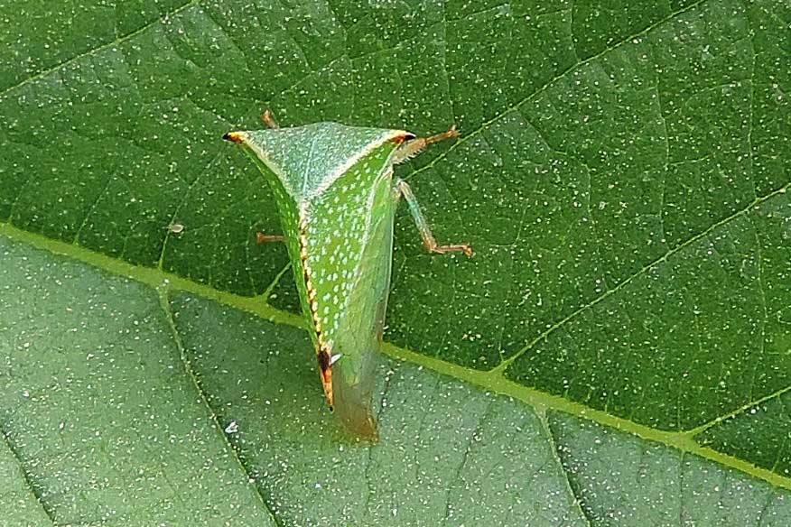 Stictocephala bisonia