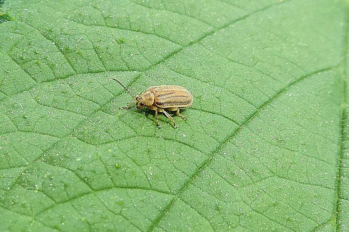 Da identificare