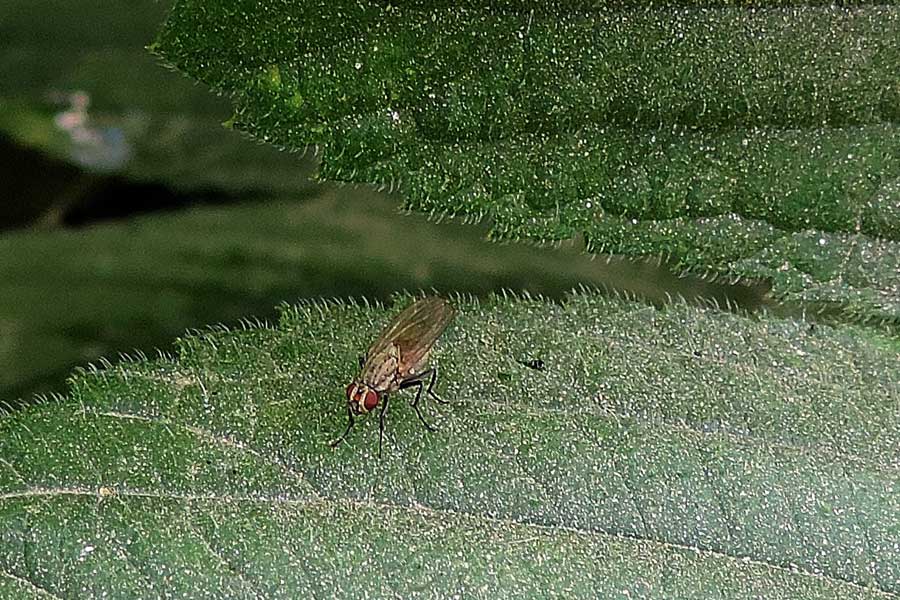 Da identificare