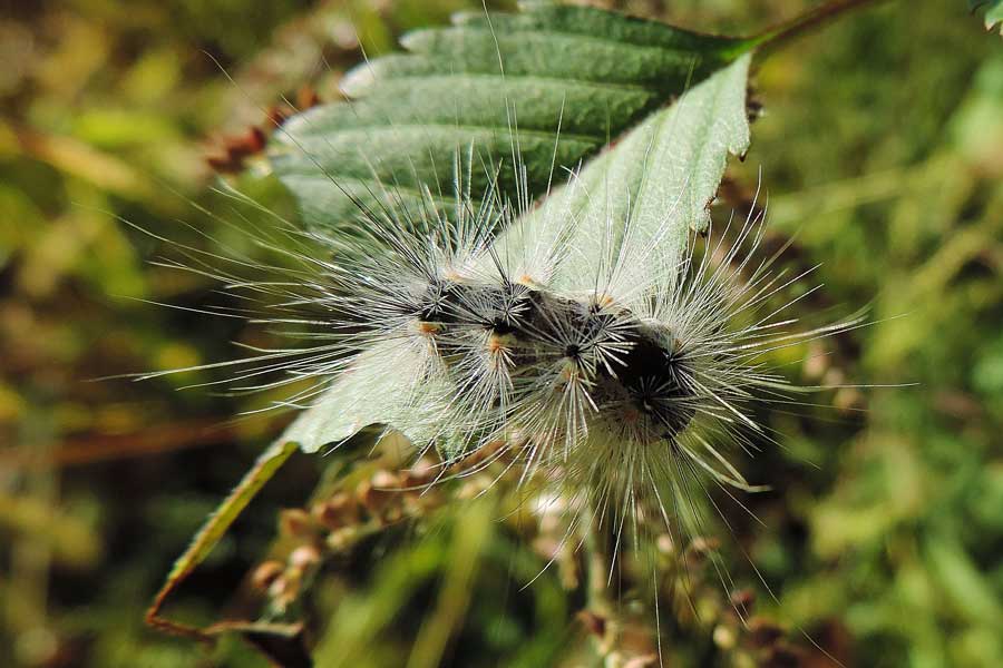 Hyphantria cunea