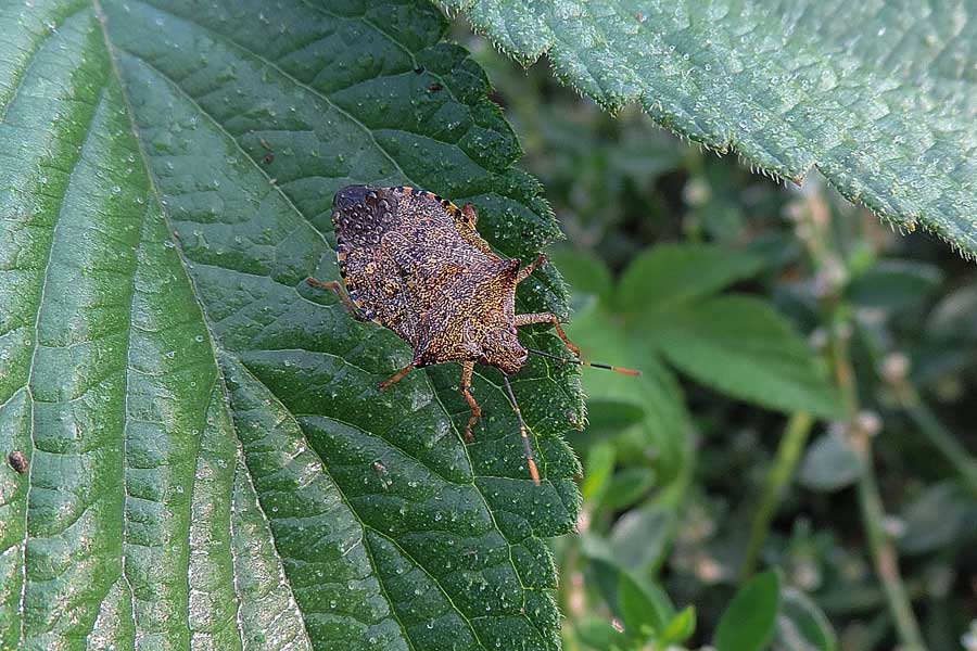 Pentatomidae: Arma custos del Piemonte (NO)