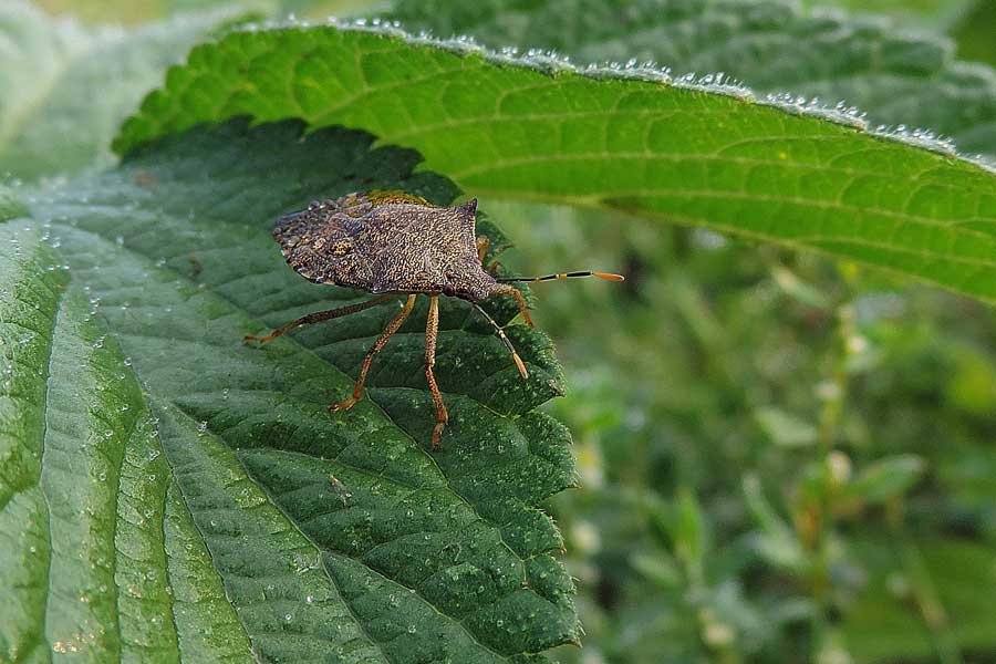 Pentatomidae: Arma custos del Piemonte (NO)