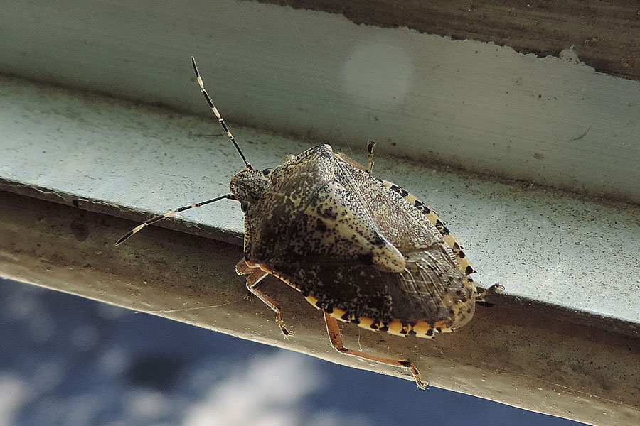 Pentatomide: Rhaphigaster nebulosa del Piemonte (NO)