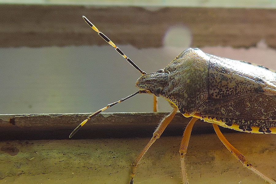 Pentatomide: Rhaphigaster nebulosa del Piemonte (NO)