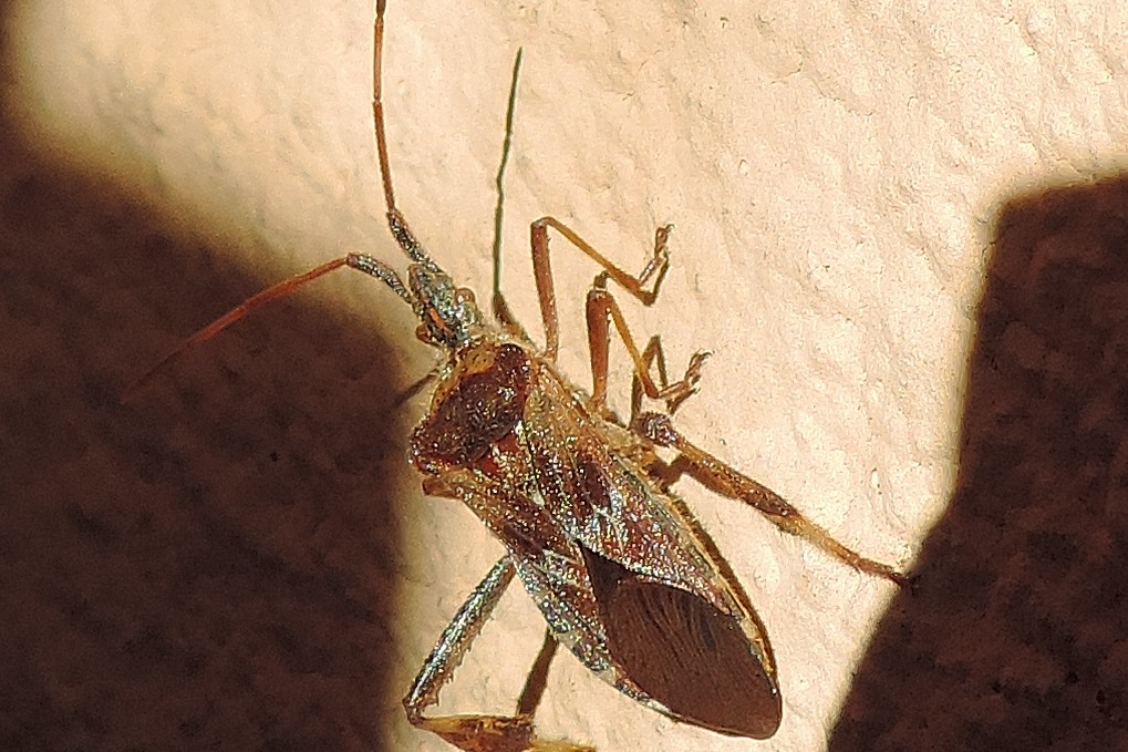 Coreidae: Leptoglossus occidentalis del Piemonte (NO)