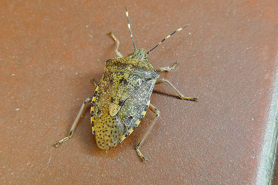 Pentatomide: Rhaphigaster nebulosa del Piemonte (NO)