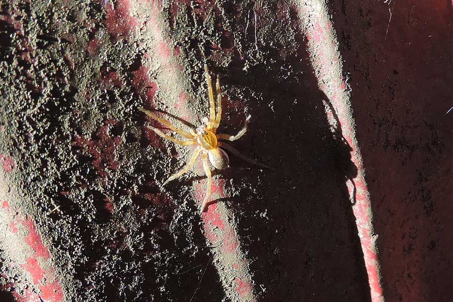 Pirata sp. - Novara (NO)