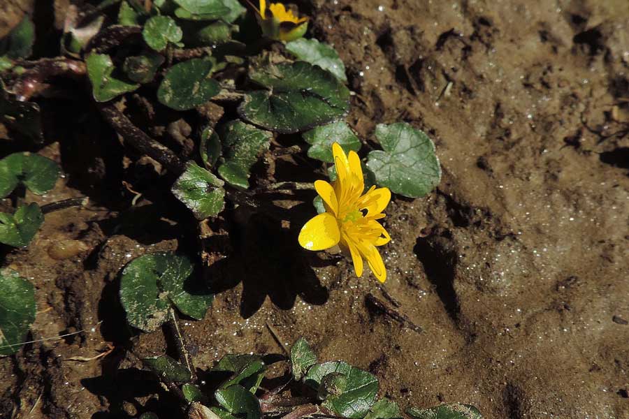 Ranunculus ficaria