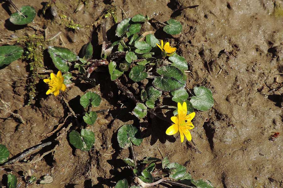 Ranunculus ficaria