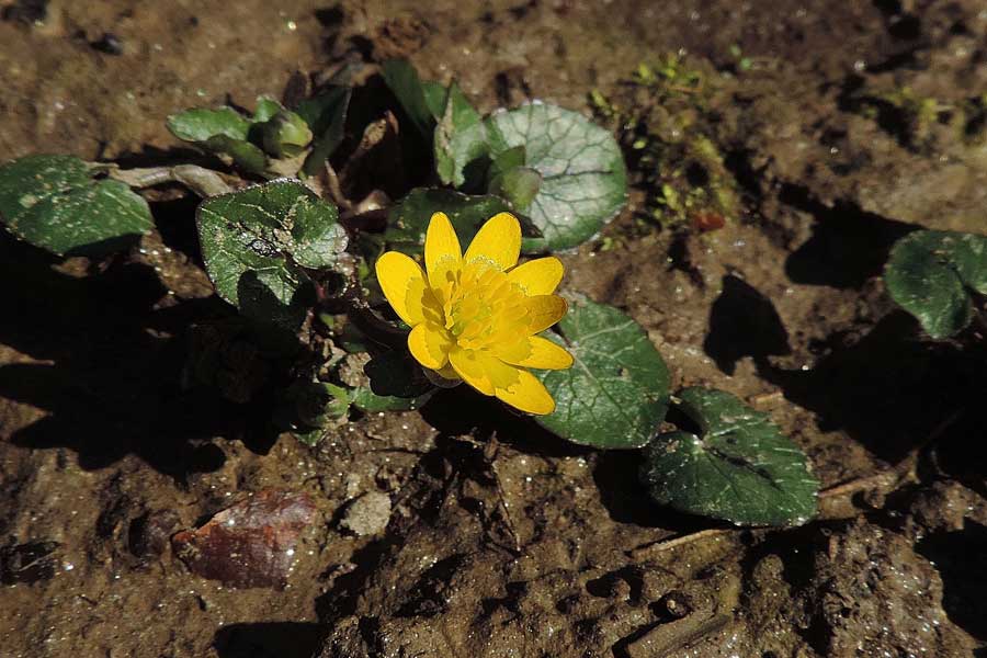 Ranunculus ficaria