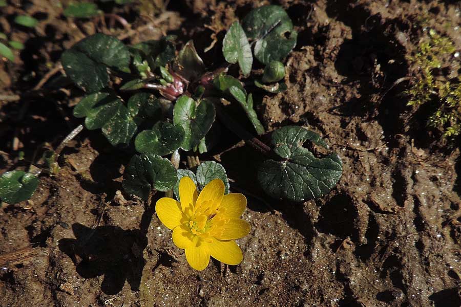 Ranunculus ficaria