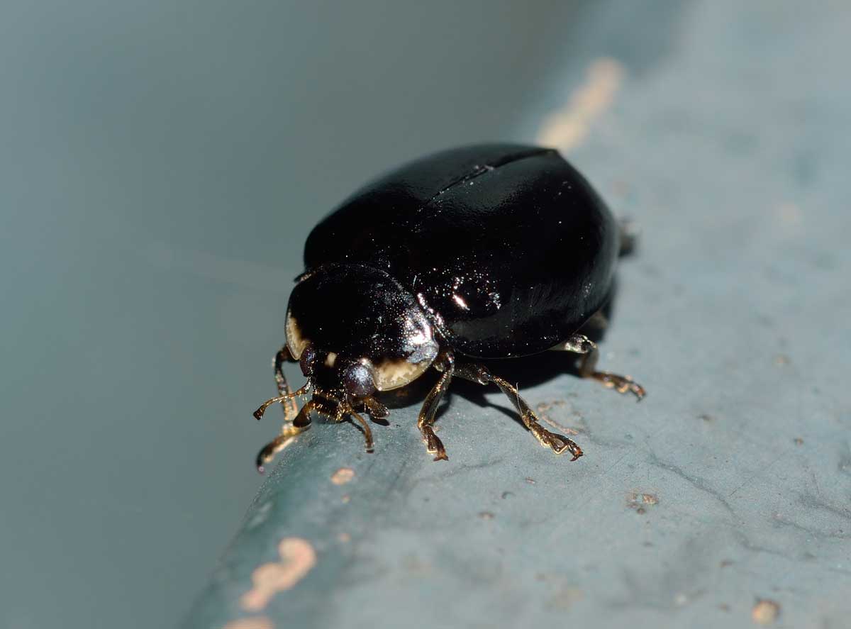 Harmonia axyridis tutta nera? S.