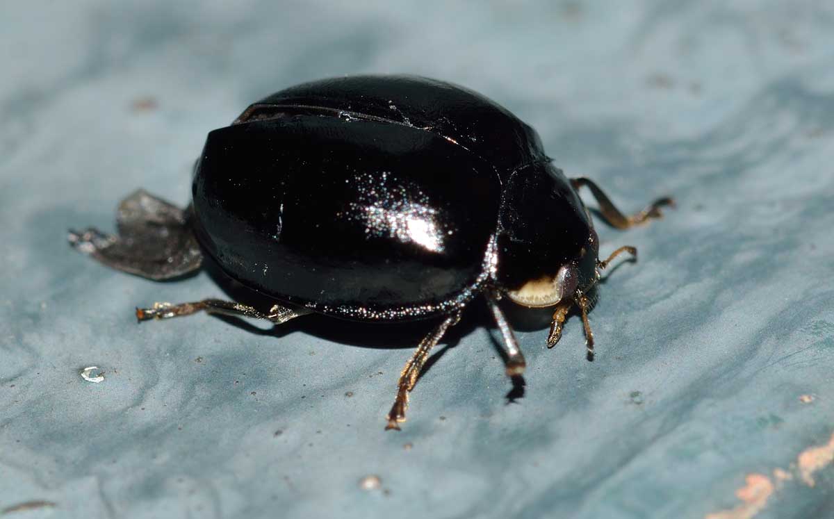 Harmonia axyridis tutta nera? S.