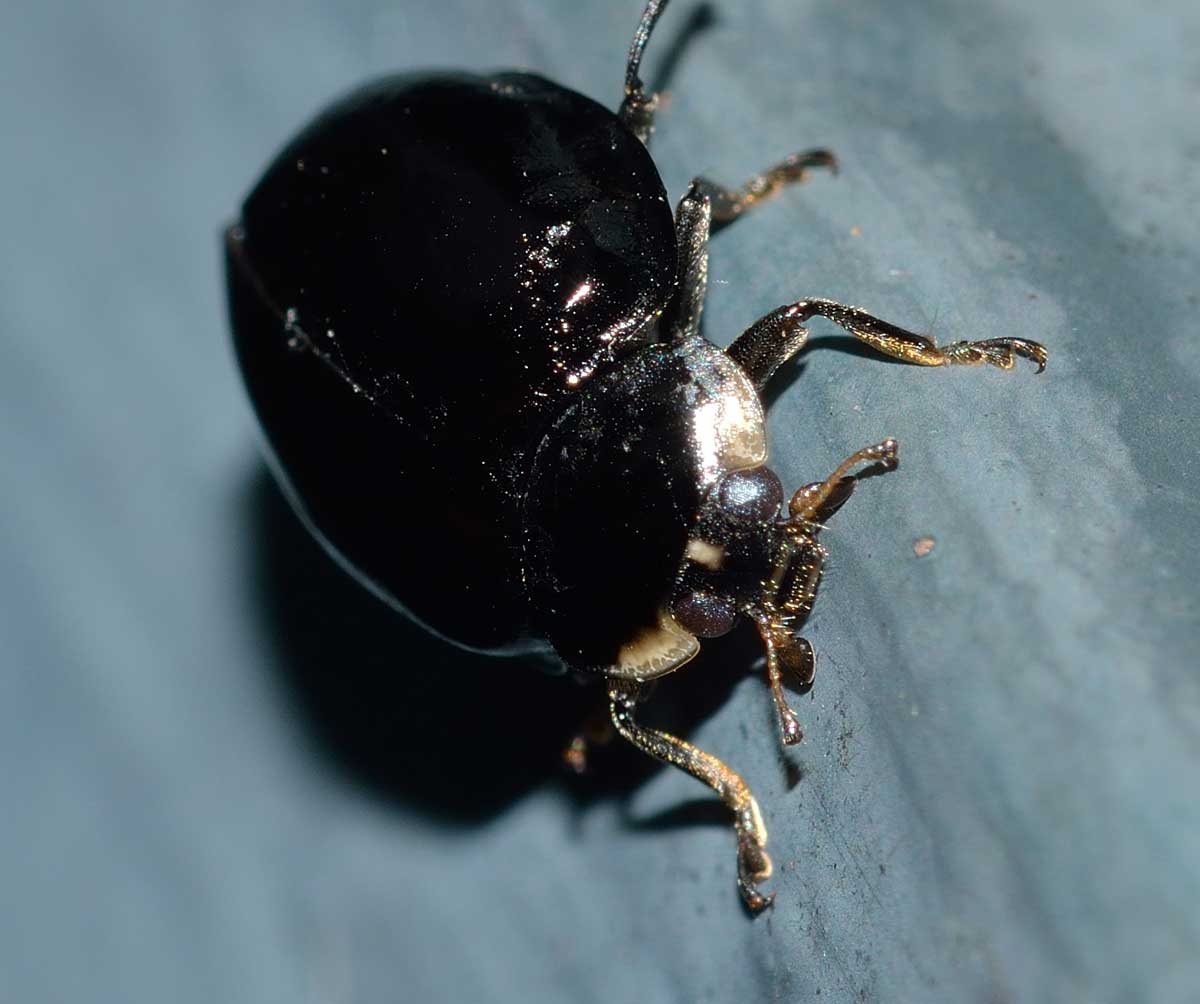 Harmonia axyridis tutta nera? S.