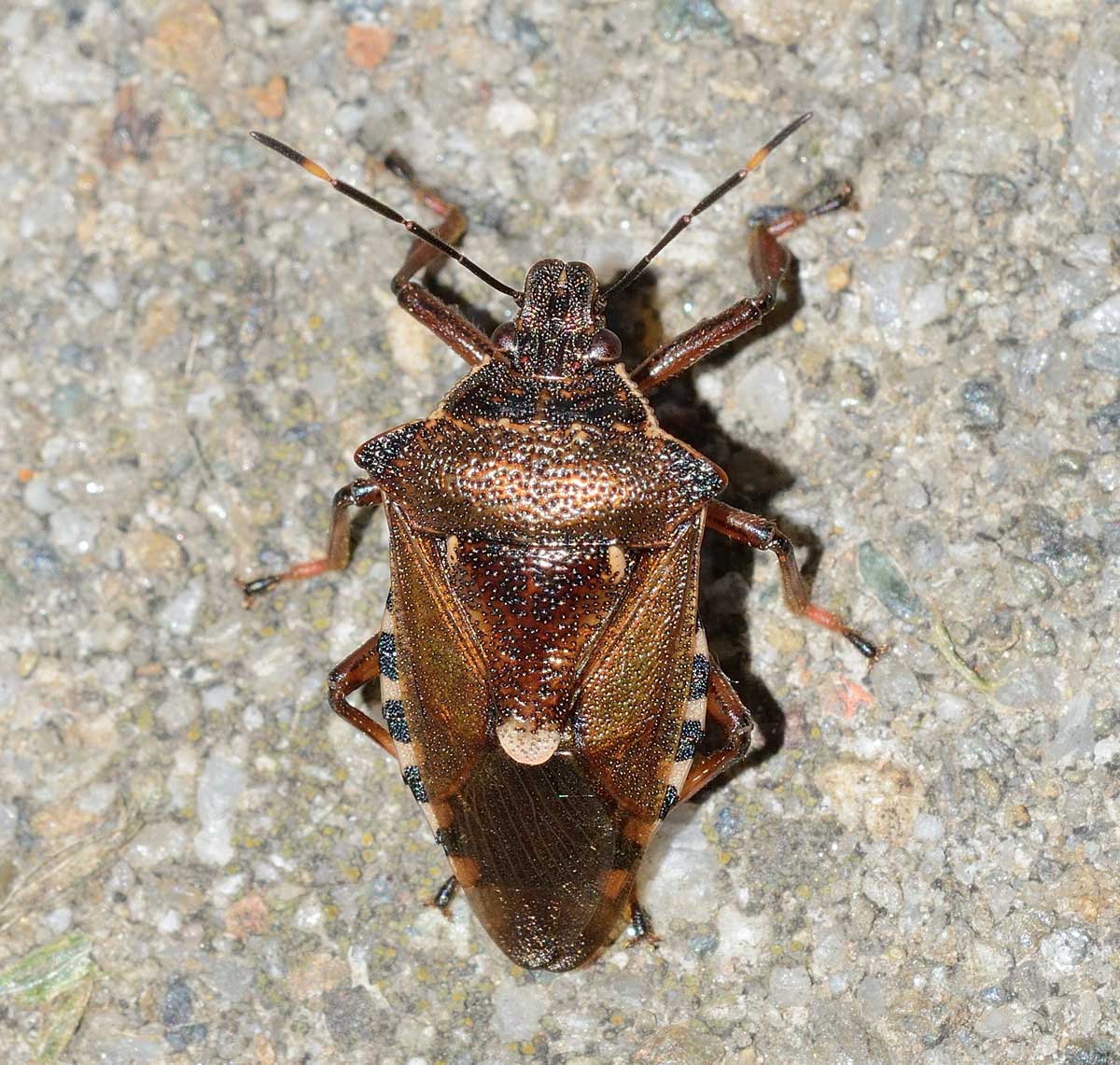 Pentatomidae:    Pinthaeus sanguinipes