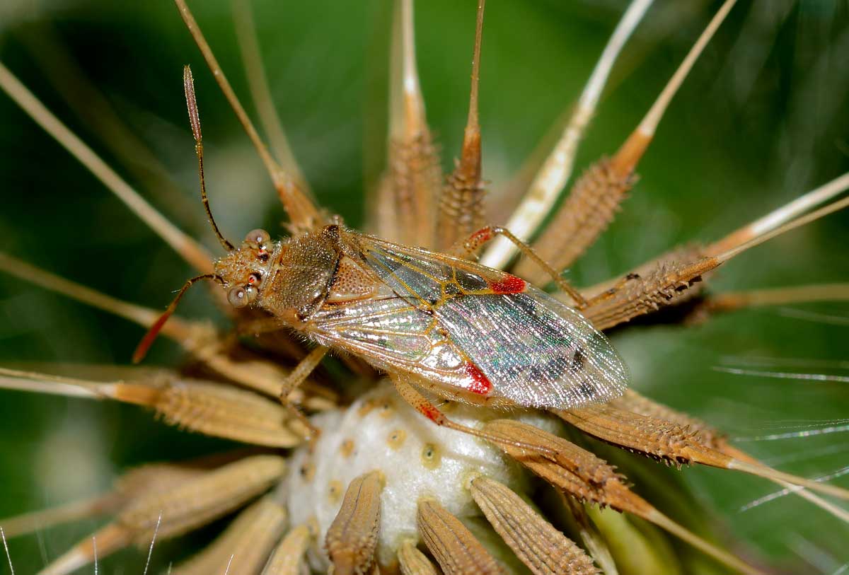 Rhopalidae: Liorhyssus hyalinus del Novarese