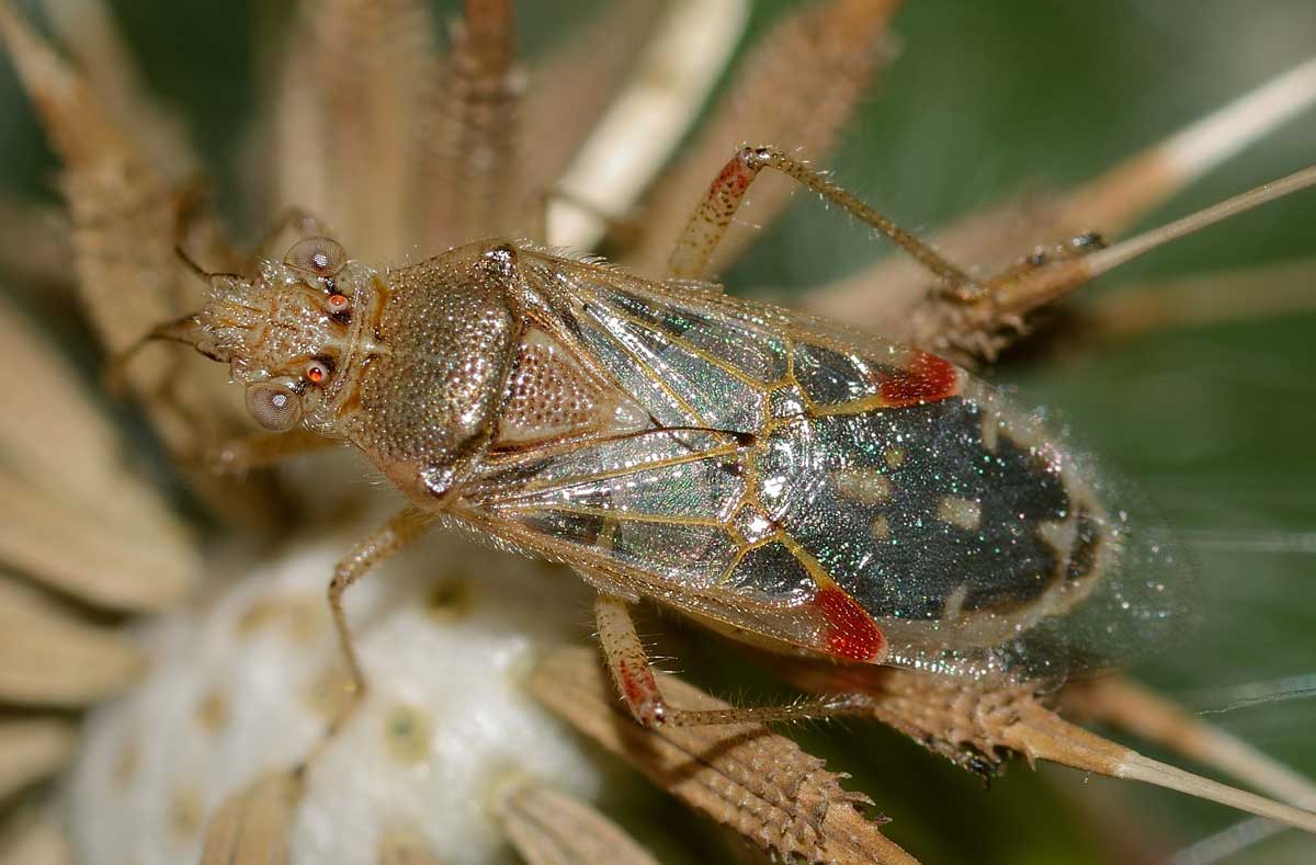 Rhopalidae: Liorhyssus hyalinus del Novarese